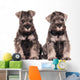 Miniature Schnauzer Puppies Siblings