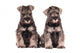 Miniature Schnauzer Puppies Siblings