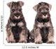 Miniature Schnauzer Puppies Siblings