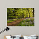 Path through Bluebell Wood