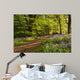 Path through Bluebell Wood