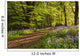Path through Bluebell Wood