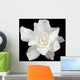 White Gardenia Black