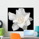 White Gardenia Black