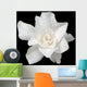 White Gardenia Black