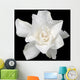 White Gardenia Black
