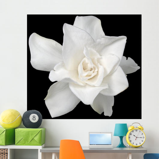 White Gardenia Black