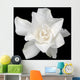 White Gardenia Black