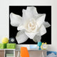 White Gardenia Black
