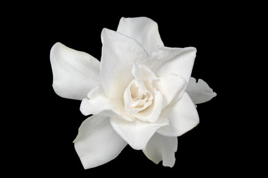 White Gardenia Black