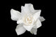 White Gardenia Black