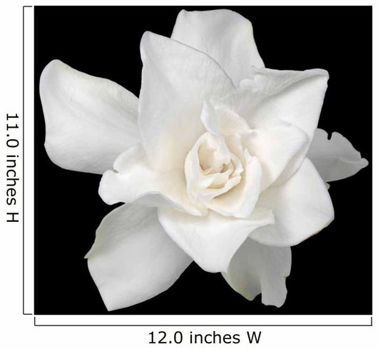 White Gardenia Black