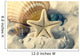 Seashells and Starfish Sand