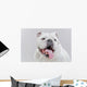 White English Bulldog Close-up Wall Decal