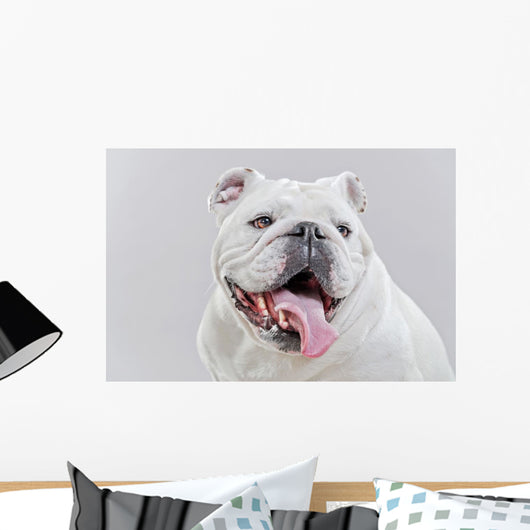 White English Bulldog Close-up Wall Decal