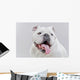 White English Bulldog Close-up Wall Decal