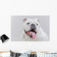 White English Bulldog Close-up Wall Decal