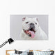 White English Bulldog Close-up Wall Decal