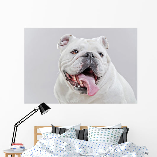 White English Bulldog Close-up Wall Decal