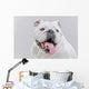 White English Bulldog Close-up Wall Decal