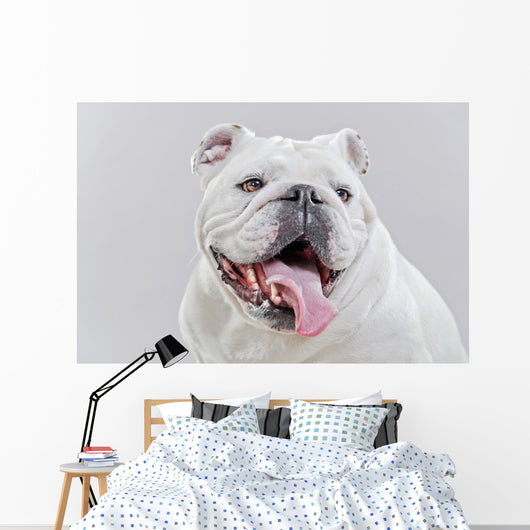 White English Bulldog Close-up Wall Decal
