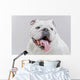 White English Bulldog Close-up Wall Decal