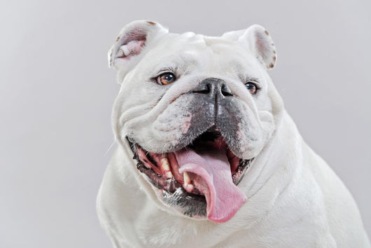 White English Bulldog Close-up Wall Decal
