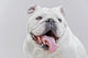 White English Bulldog Close-up Wall Decal