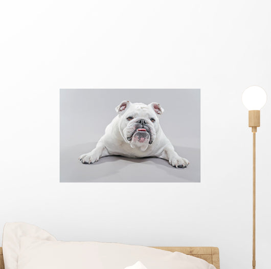 White English Bulldog Lying Wall Decal