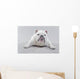 White English Bulldog Lying Wall Decal