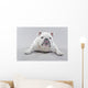 White English Bulldog Lying Wall Decal