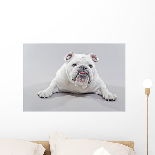 White English Bulldog Lying Wall Decal