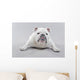 White English Bulldog Lying Wall Decal