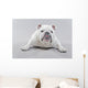 White English Bulldog Lying Wall Decal
