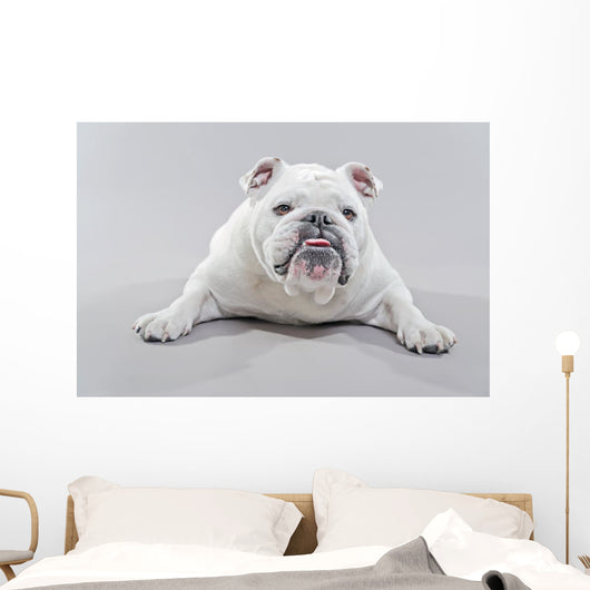 White English Bulldog Lying Wall Decal