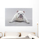 White English Bulldog Lying Wall Decal