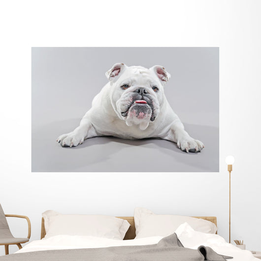 White English Bulldog Lying Wall Decal