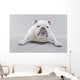 White English Bulldog Lying Wall Decal