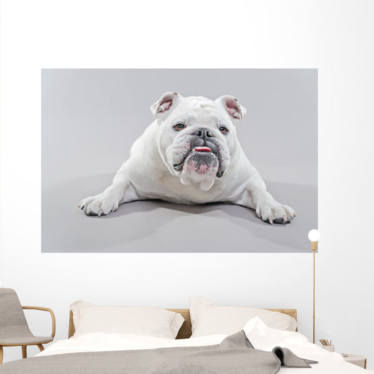 White English Bulldog Lying Wall Decal