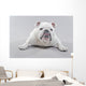 White English Bulldog Lying Wall Decal
