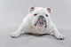 White English Bulldog Lying Wall Decal