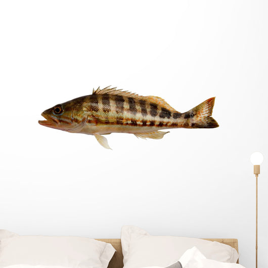 Grouper Fish Wall Decal