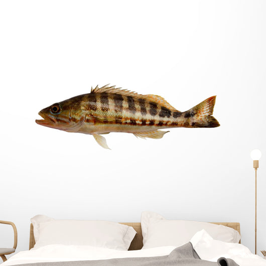 Grouper Fish Wall Decal