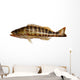 Grouper Fish Wall Decal