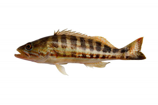 Grouper Fish Wall Decal