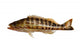 Grouper Fish Wall Decal