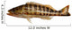 Grouper Fish Wall Decal