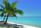 Palm Trees and Beach