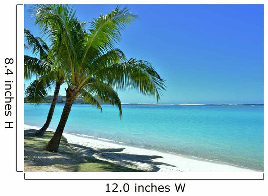 Palm Trees and Beach