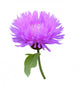 Milk Thistle Cirsium Medical Plant Isolated Wall Decal